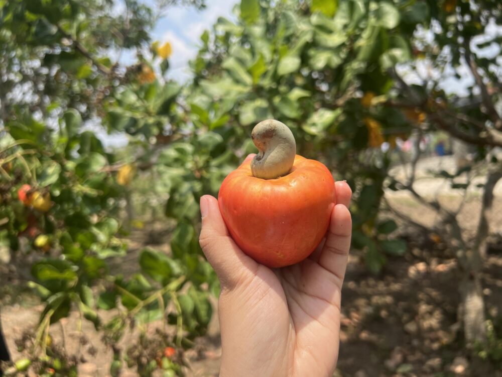 Cashew Fruit