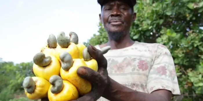 Nguoi-nong-dan-trong-dieu-Tanznia-dang-bi-dich-benh-tan-pha-nang-ne