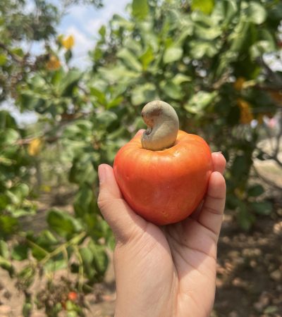 Cashew Fruit