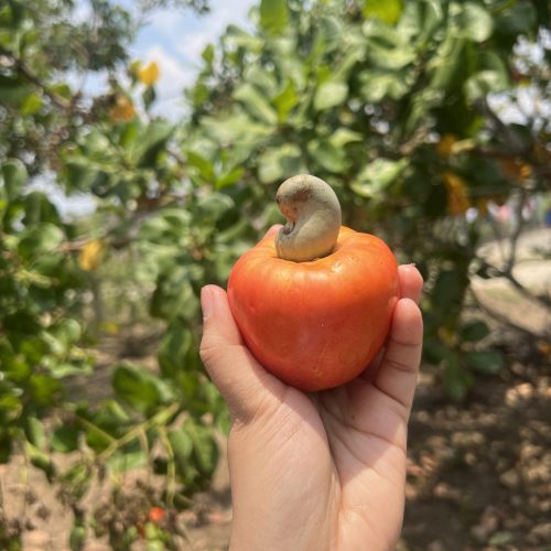 Cashew Fruit