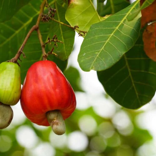 Do-Cashews-Have-Shells