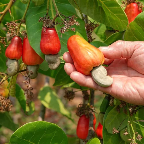 Why_You_Should_Choose_Cashews_Consciously_WEB