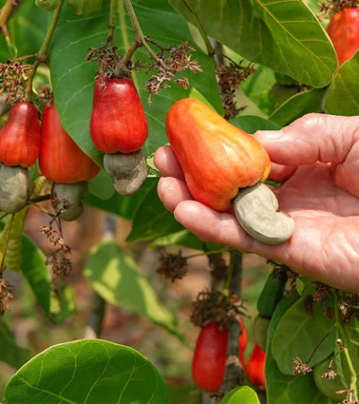 Why_You_Should_Choose_Cashews_Consciously_WEB