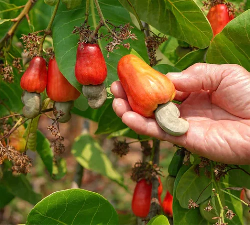 Why_You_Should_Choose_Cashews_Consciously_WEB