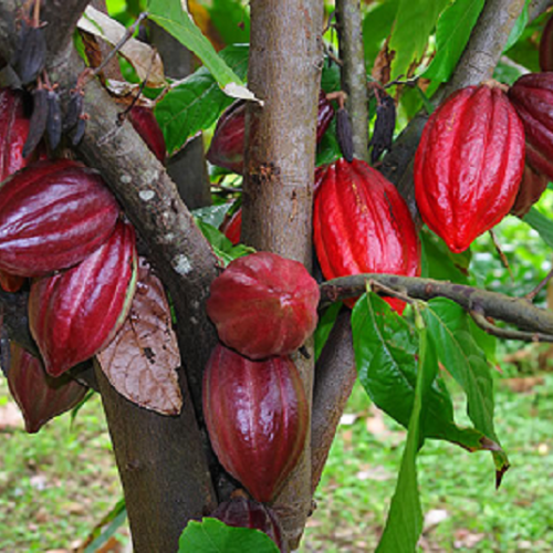 cacao_ca5ed995c3