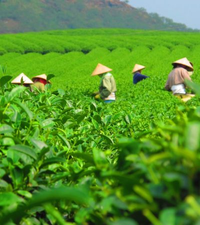 tea-plantation-harvest-crop-3463e285e38afa6e5cb2c1a68cc86ef1