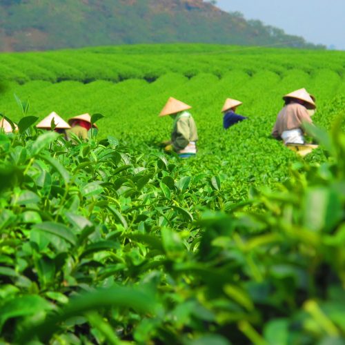 tea-plantation-harvest-crop-3463e285e38afa6e5cb2c1a68cc86ef1