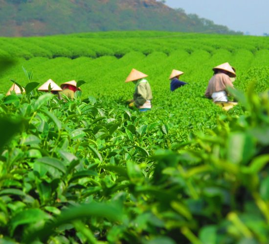 tea-plantation-harvest-crop-3463e285e38afa6e5cb2c1a68cc86ef1
